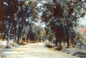 Red Farm Tree Lined Road, Wrentham, 1905